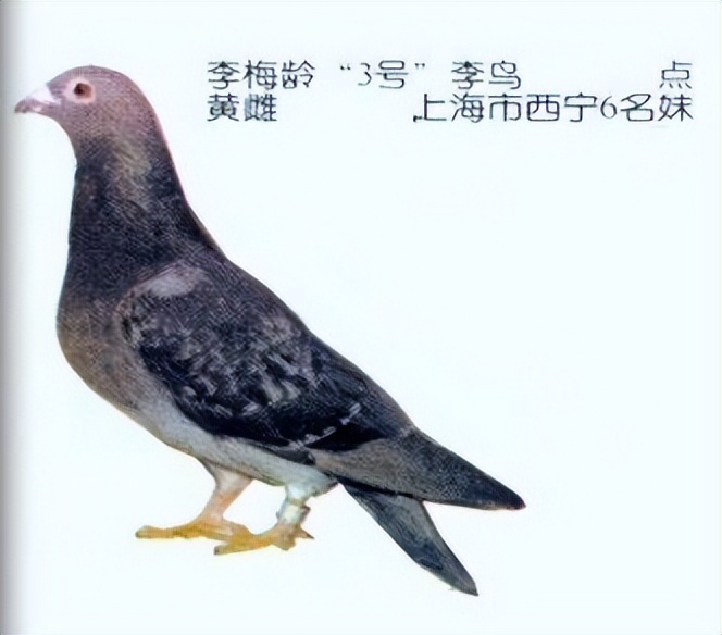 买上海地产的钱买赛鸽，李梅龄培育李种之中国顶尖社群聚居区