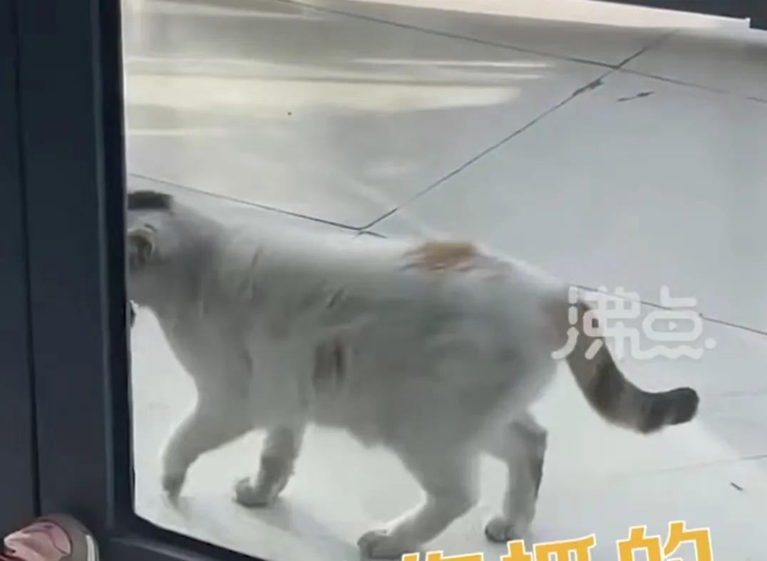 流浪猫被喂养报恩抓老鼠 (女子喂流浪猫被家猫发现了)