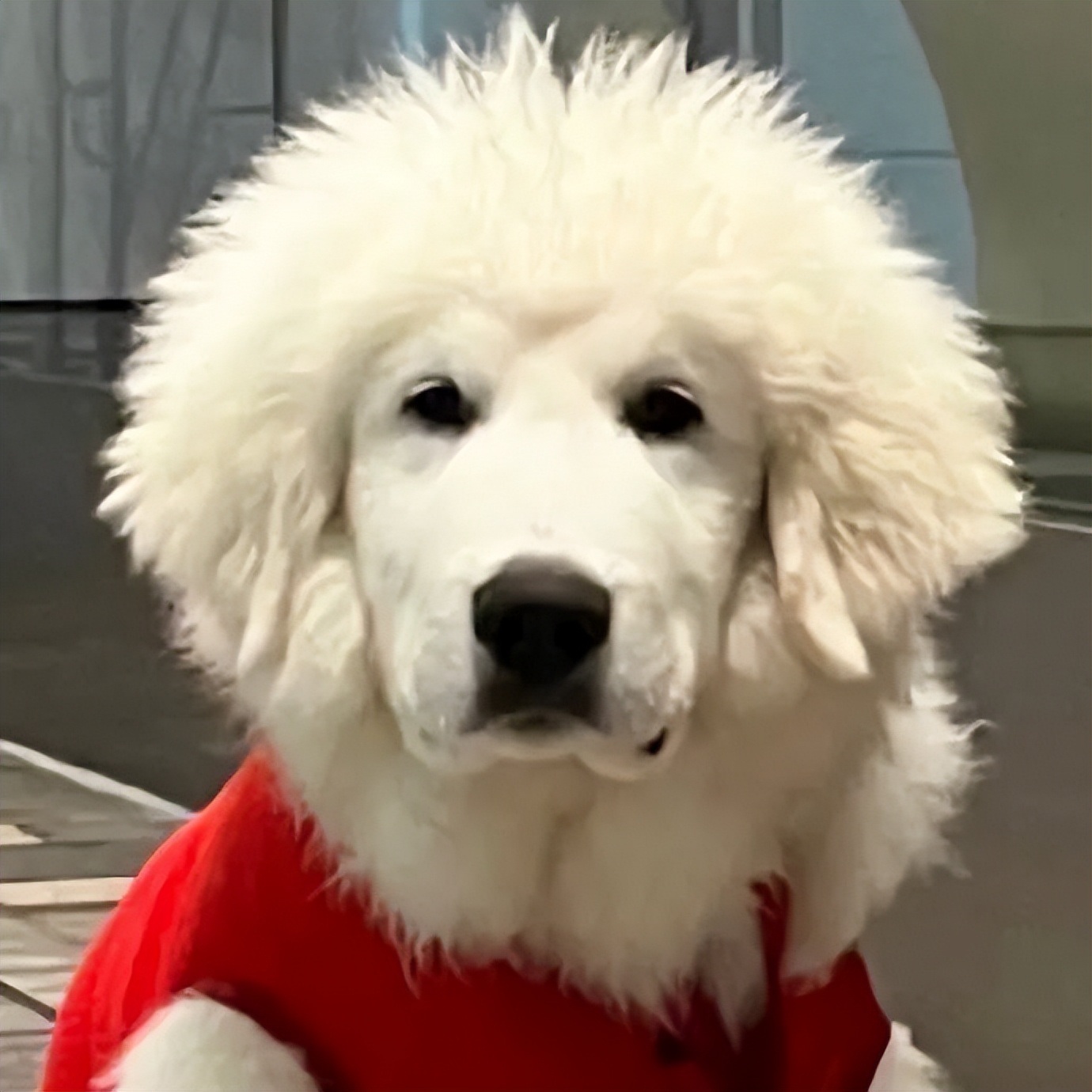 裸体金毛误闯地铁站被揪住耳朵：大哥！头发扎得有点紧了！