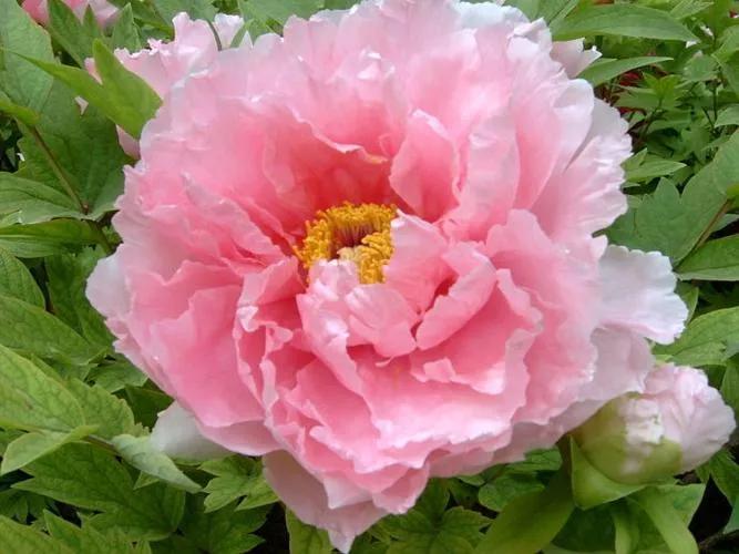 牡丹花国花的寓意,中国的国花是牡丹吗