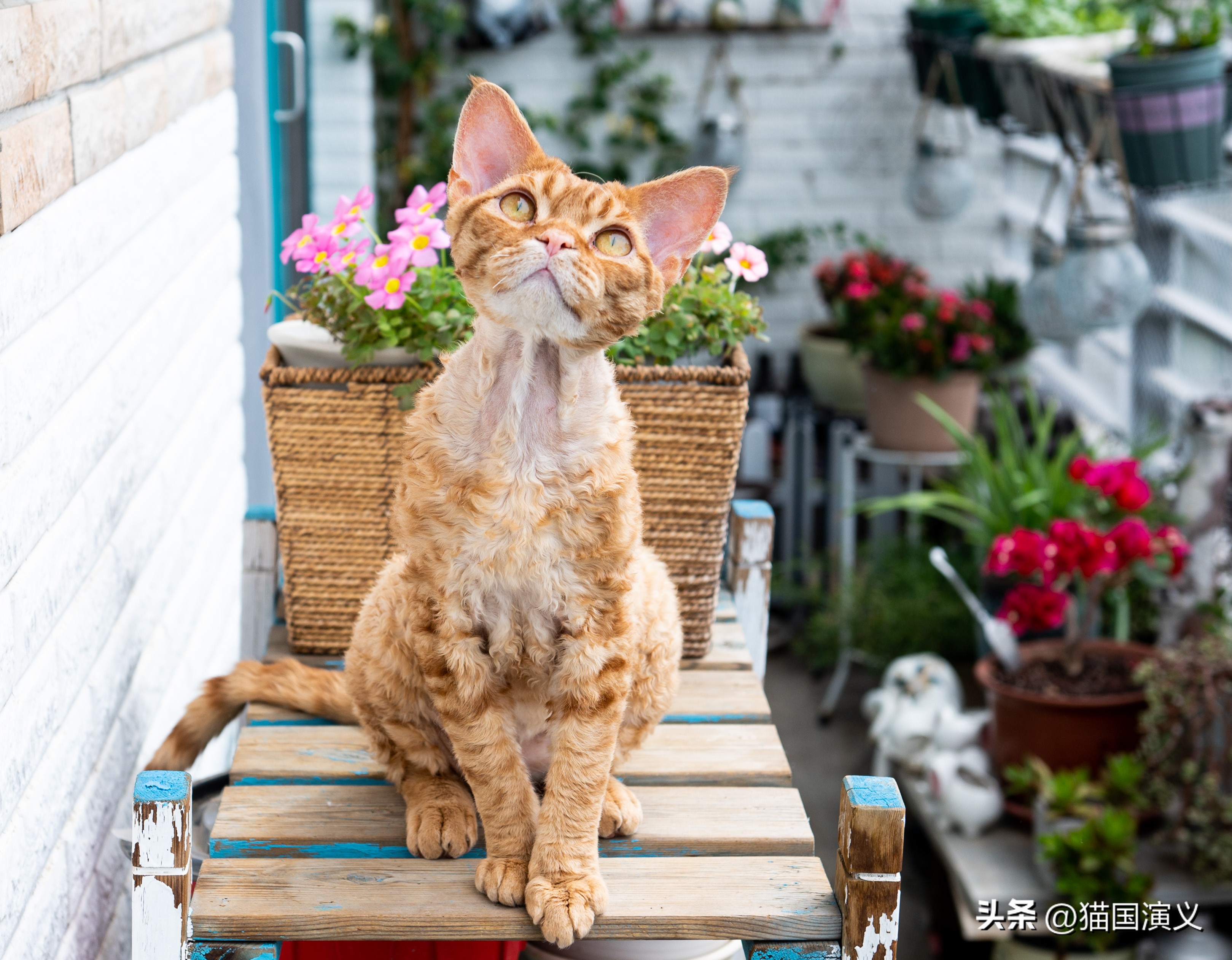 酢浆草和三叶草有什么区别,德文卷毛猫跟狸花猫配