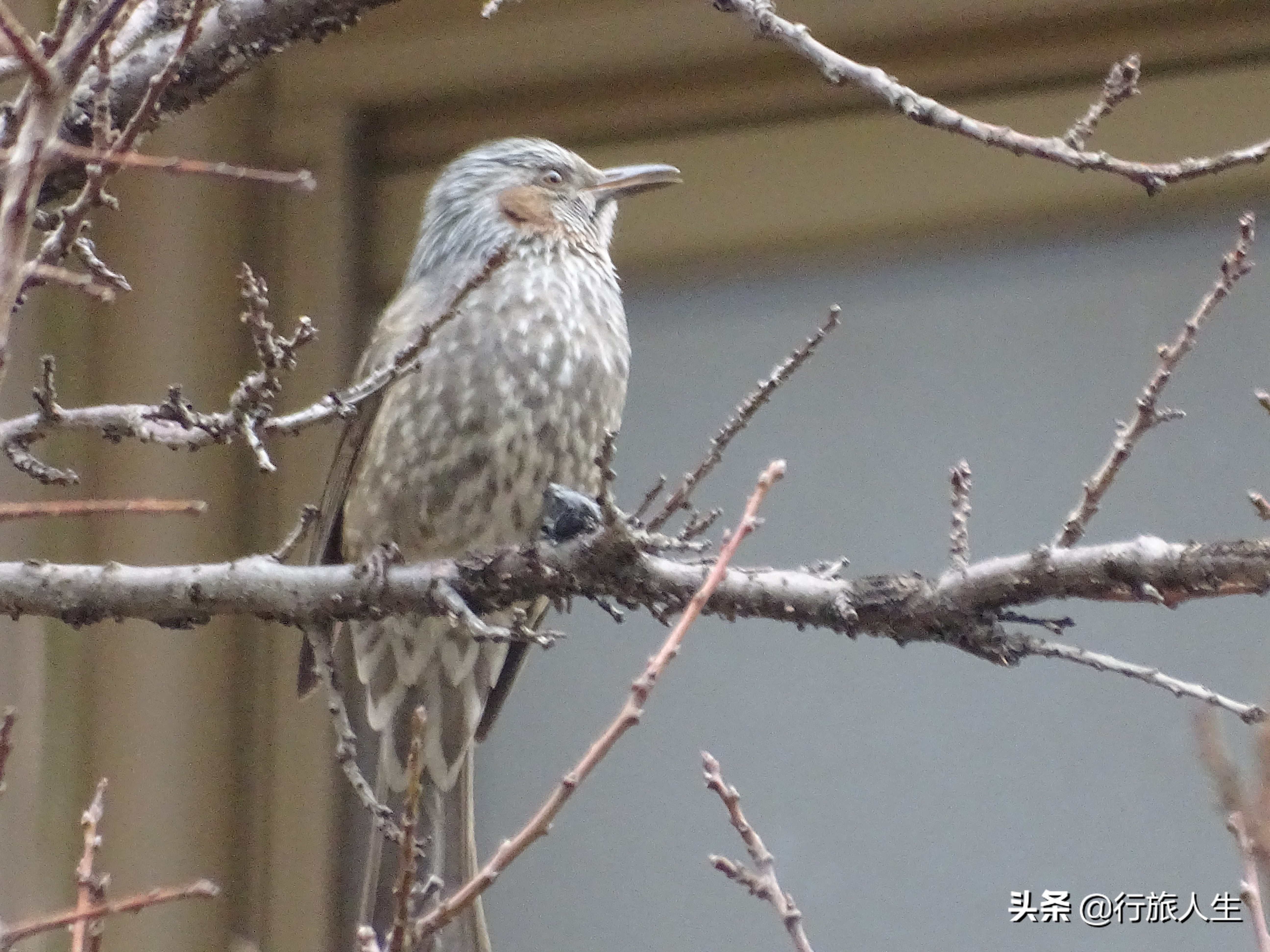 冬日的鸟儿文案,冬日鸟儿在树上图片