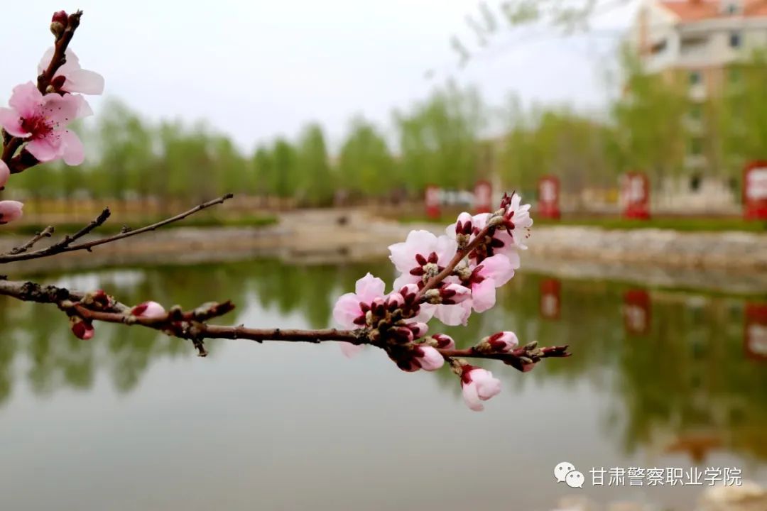 甘肃警察职业学院2024年招生计划,甘肃警察职业学院22年招生简章