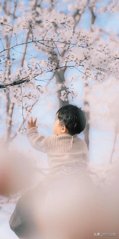 上海的浪漫鲜花,上海最美的鲜花