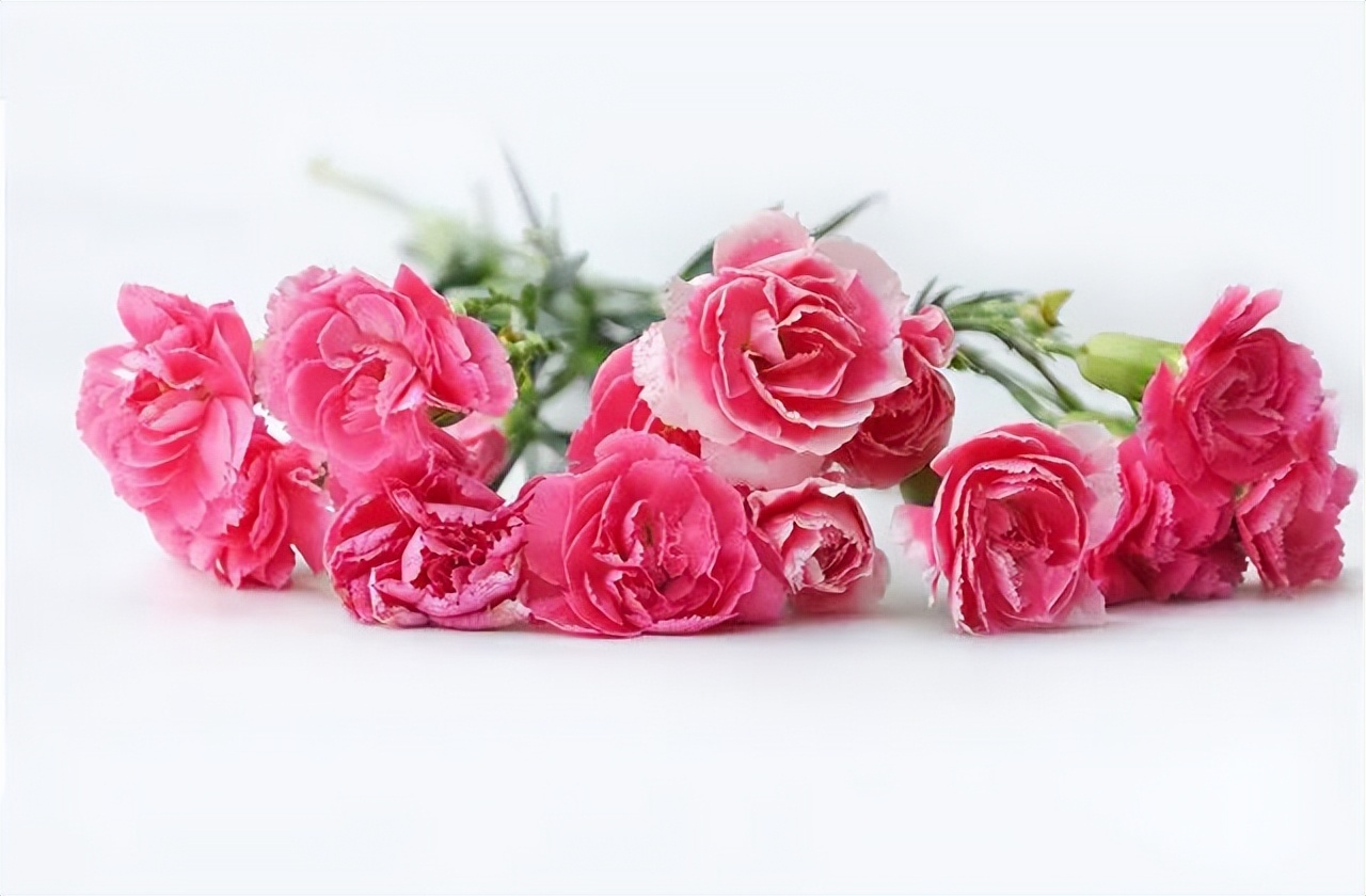 母亲节送什么鲜花好,母亲节送花送什么花好送多少朵