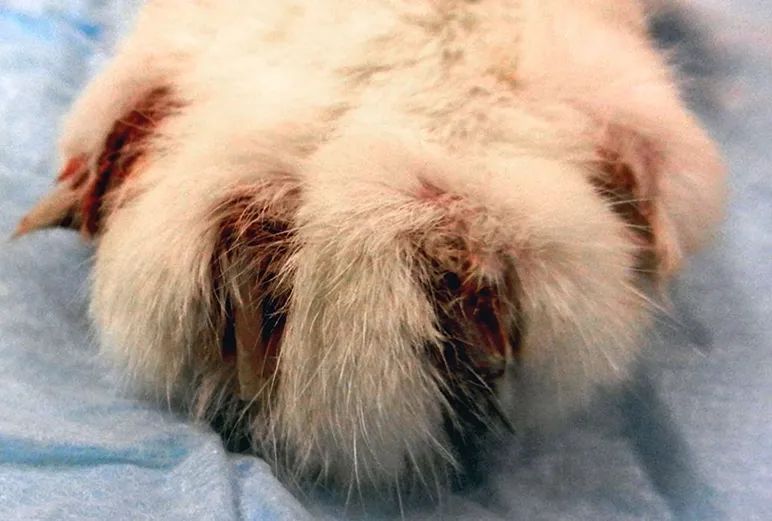 兽医讲解猫生病,聊聊猫咪常见疾病