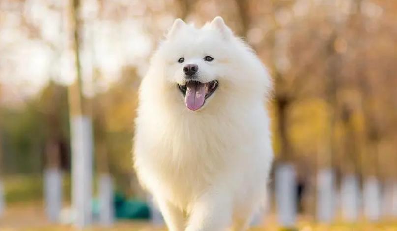 狗狗会来大姨妈吗？