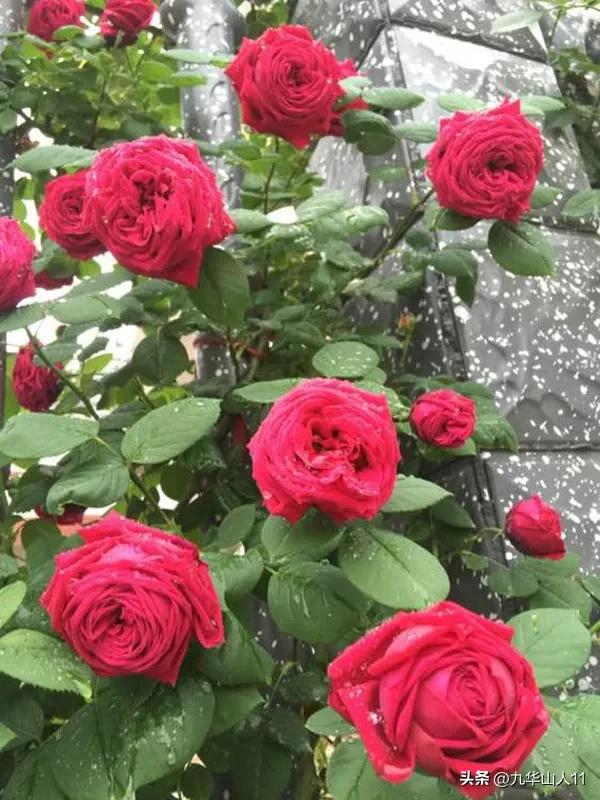 黄色系藤本月季哪个品种好,适合海南种的藤本月季品种