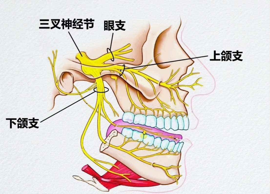 三叉神经痛伽玛刀可以维持多久,三叉神经痛伽玛刀有哪些副作用