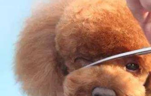 泰迪宝宝眼神不好怎么回事,泰迪宝宝有泪痕怎么办