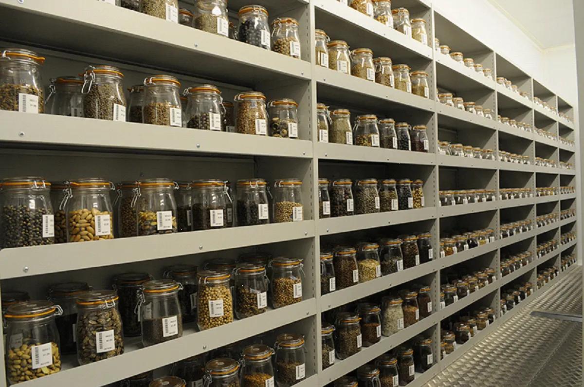 1斤洋种子能买1辆法拉利？进口种子受制于人，如何才能打破僵局？