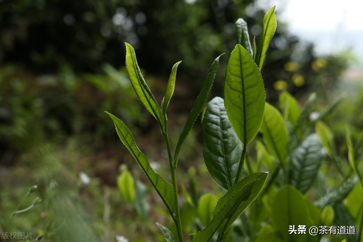 滇红茶和正山小种金骏眉哪个好,小种金骏眉大红袍哪种茶好