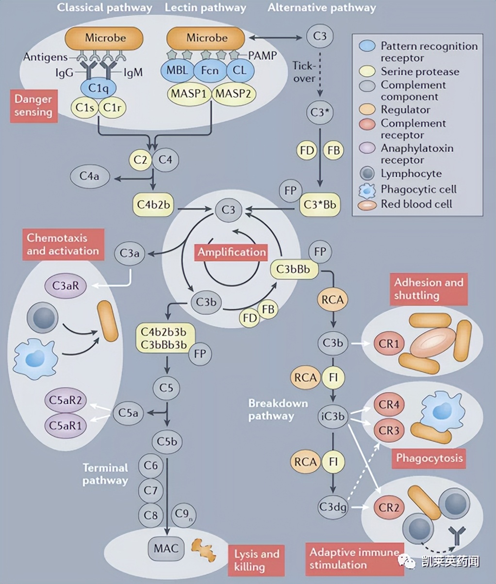 即将迈入3期！IONIS-FB-LRx在一项治疗IgAN2期研究中达到主要终点