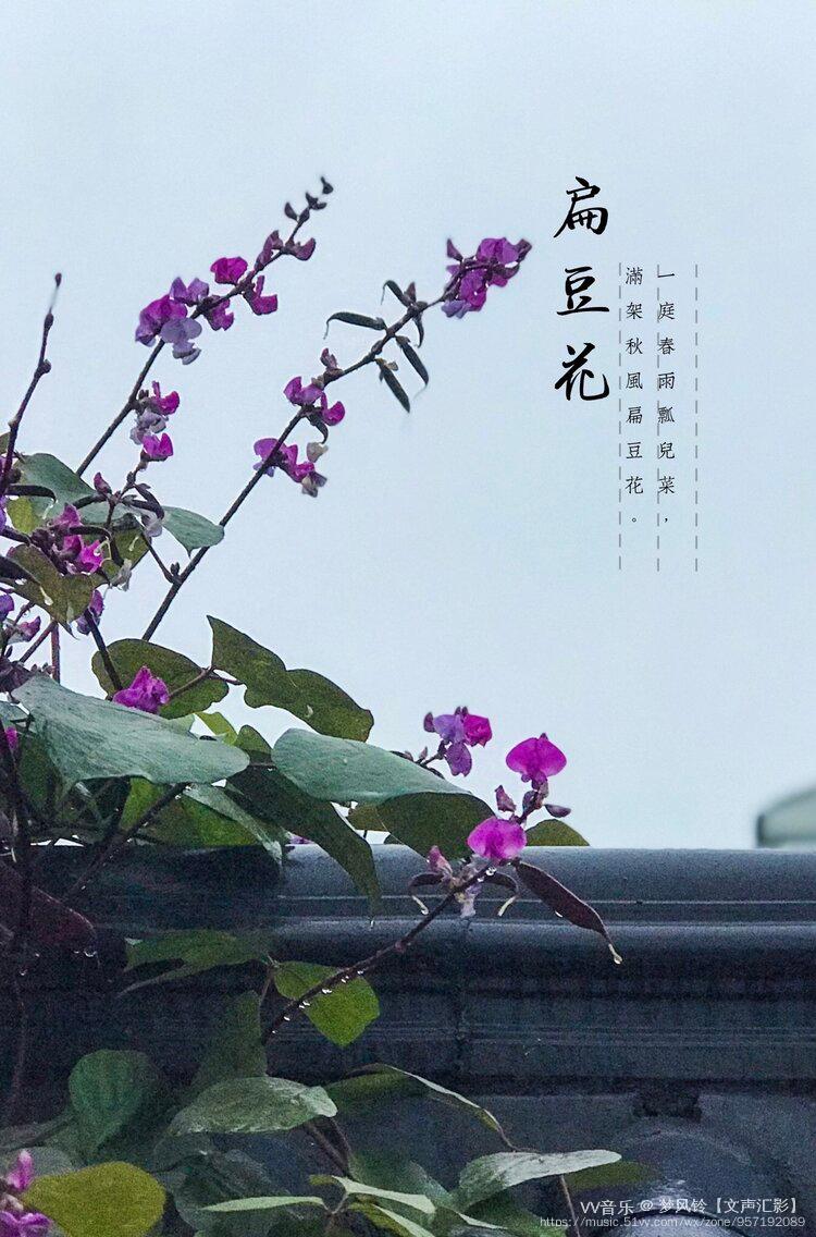 十二首“豆花”诗词，一类在农村里象征丰收的朴素花儿，一样很美