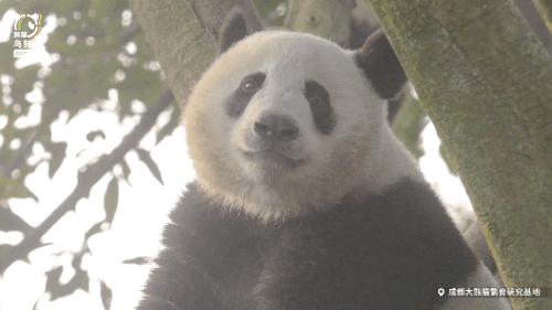 真正的熊猫和实际上的熊猫,最黑的熊猫是什么样子
