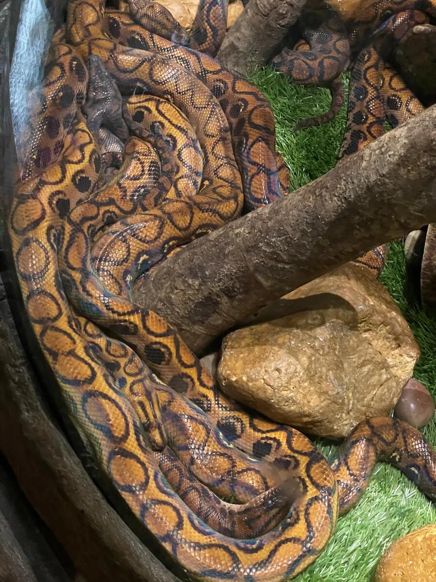 广州长隆野生动物园全部动物,广州长隆野生动物园所有动物介绍