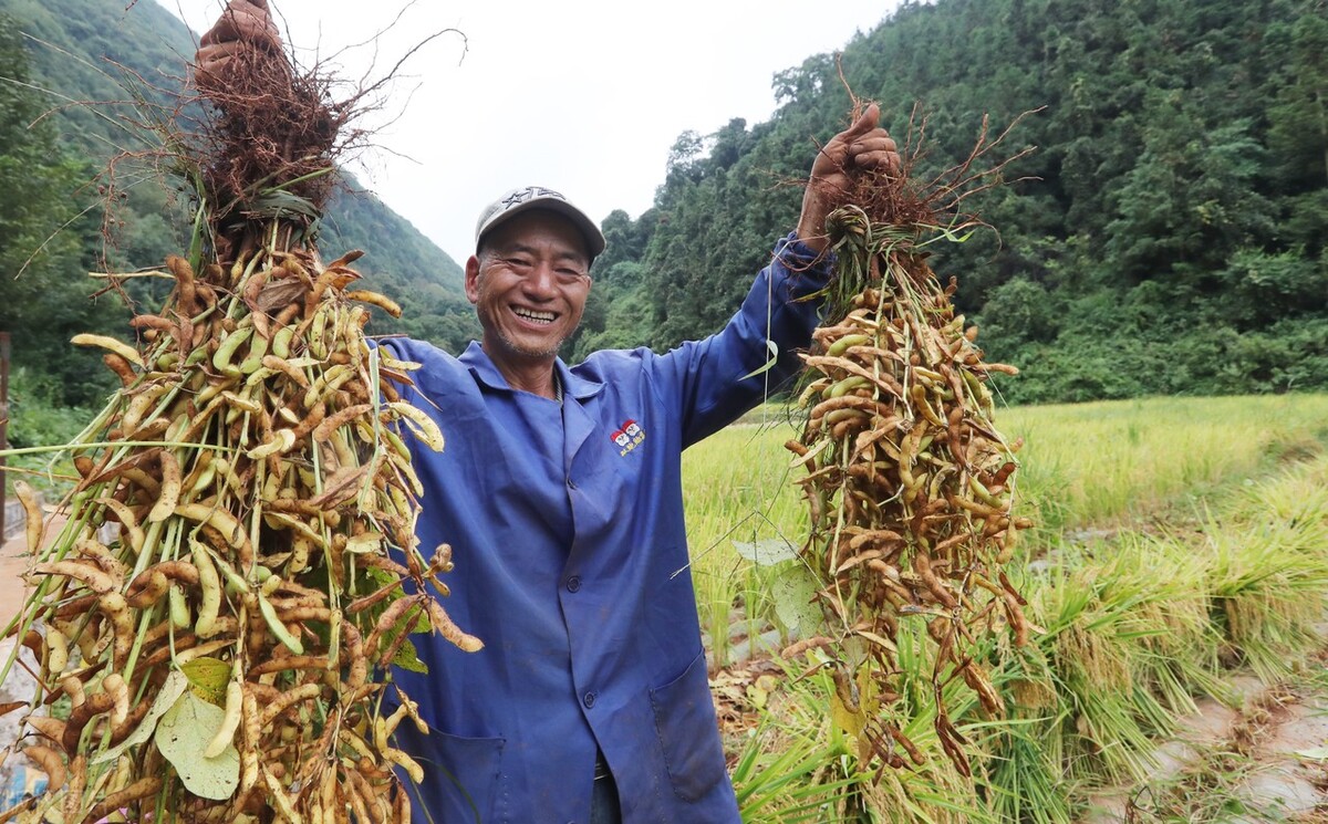 大豆价格下跌“预警”，1星期落了1毛钱，11月26日最新大豆行情