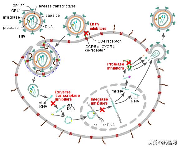 hiv治疗新药,治疗艾滋病毒新药