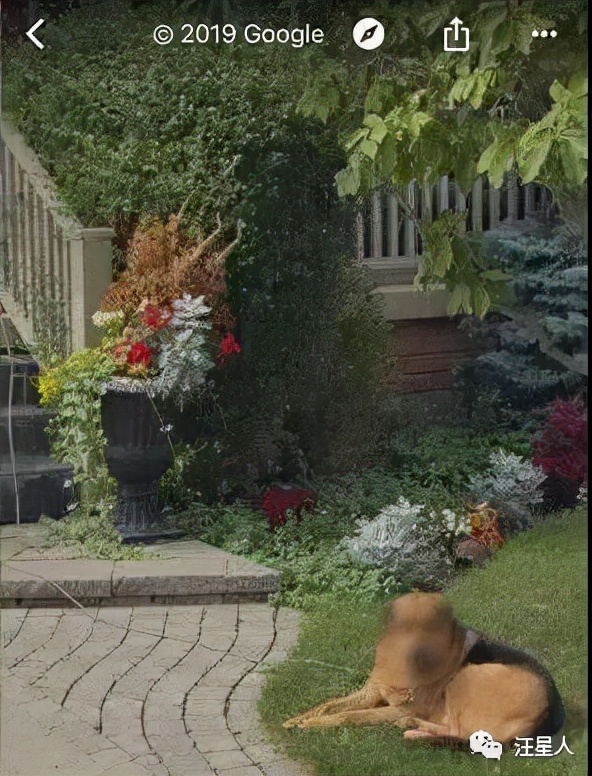 谷歌地图六条腿的狗,谷歌地图上发现的狗