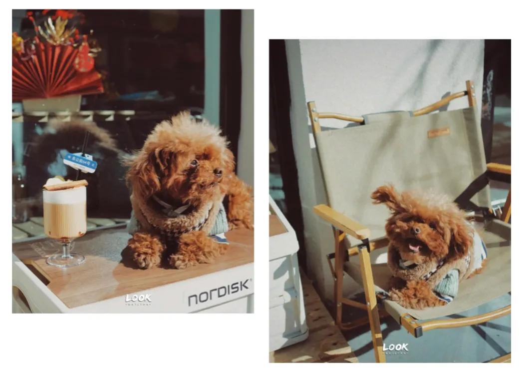 宠物和春天都不可以辜负！北京这6家宠物友好店，随时都能带着自家“毛孩子”去玩