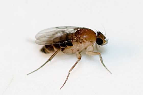 病虫害防治之昆虫外部形态小结,农作物常见害虫防治