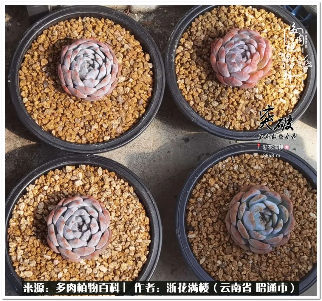 奔跑吧跑步,奔跑吧多肉盆栽