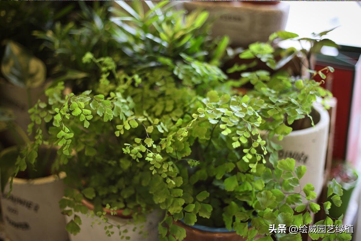 晚上睡不好可以在卧室放什么,养什么花可以帮助睡眠