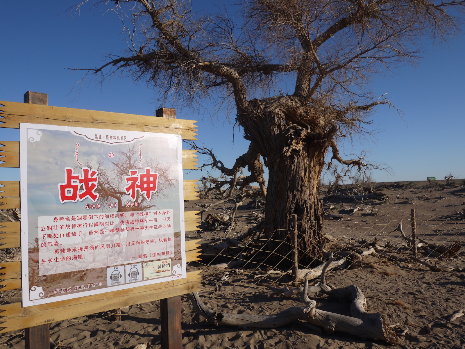 北京自驾额济纳胡杨林十天攻略,从北京到额济纳胡杨林线路