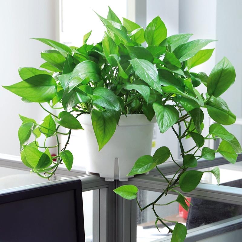 刚装修的房子里适合养什么花,刚装修好的房子养什么花最好