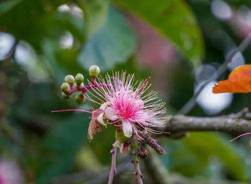 玉蕊树的花有什么功效,植物玉如意花的寓意和象征