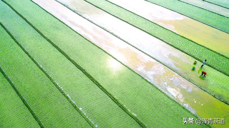 谷雨时节喝谷雨茶的寓意,过了谷雨的茶有什么区别