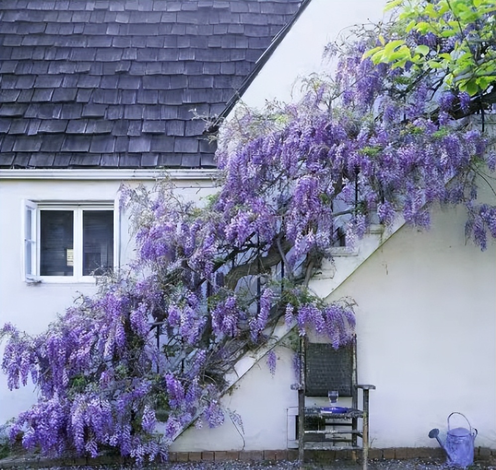 什么花做花墙最好种植,打造花园阳台推荐养什么花