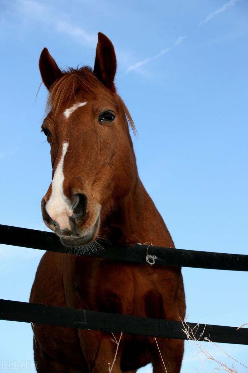 马肉能吃吗犯法吗,马肉也是一种肉为什么几乎没人吃