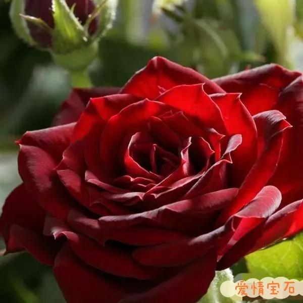 常见切花月季一览（45）