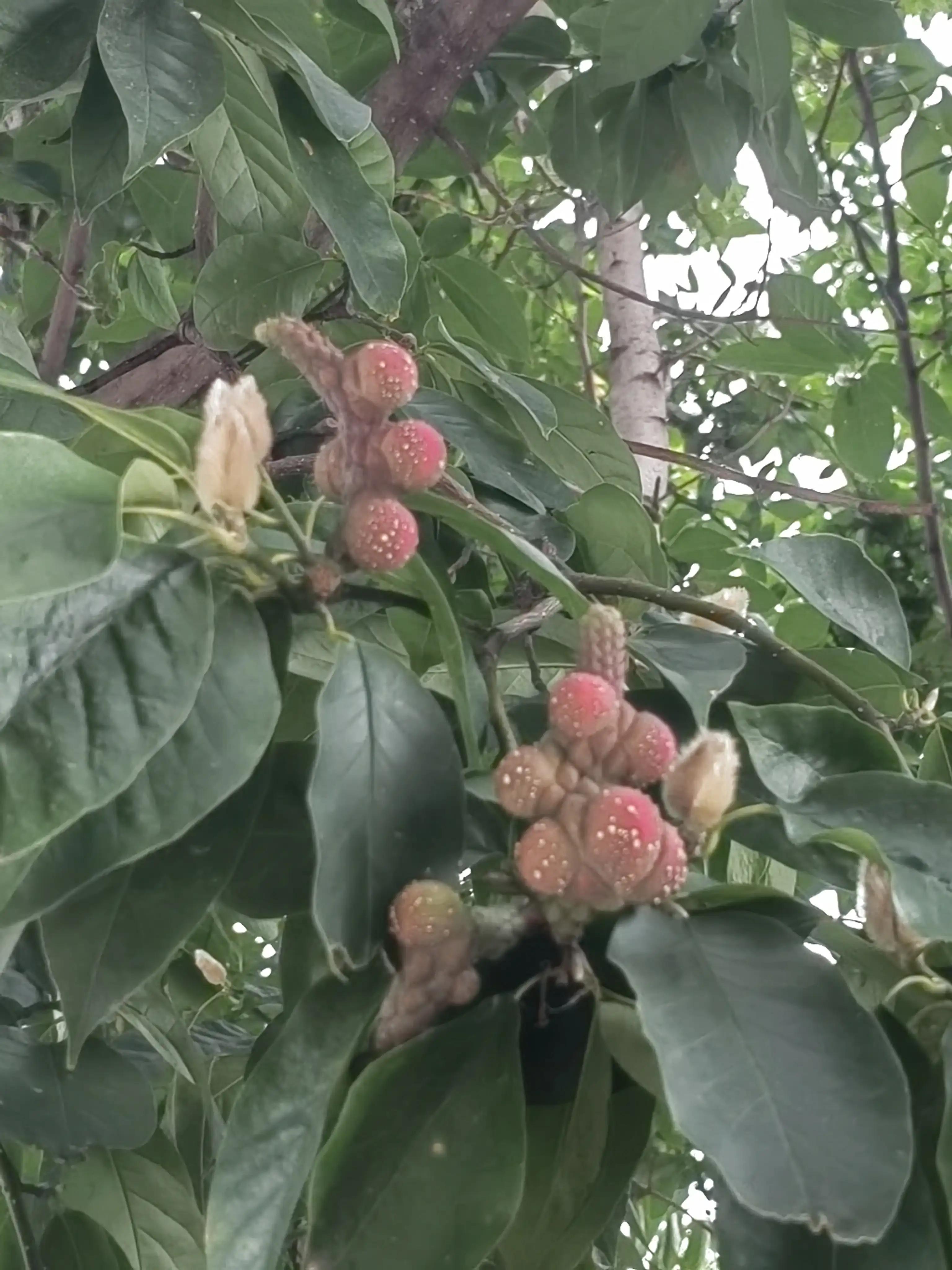 玉兰花奇特的外形,奇特的玉兰树果实