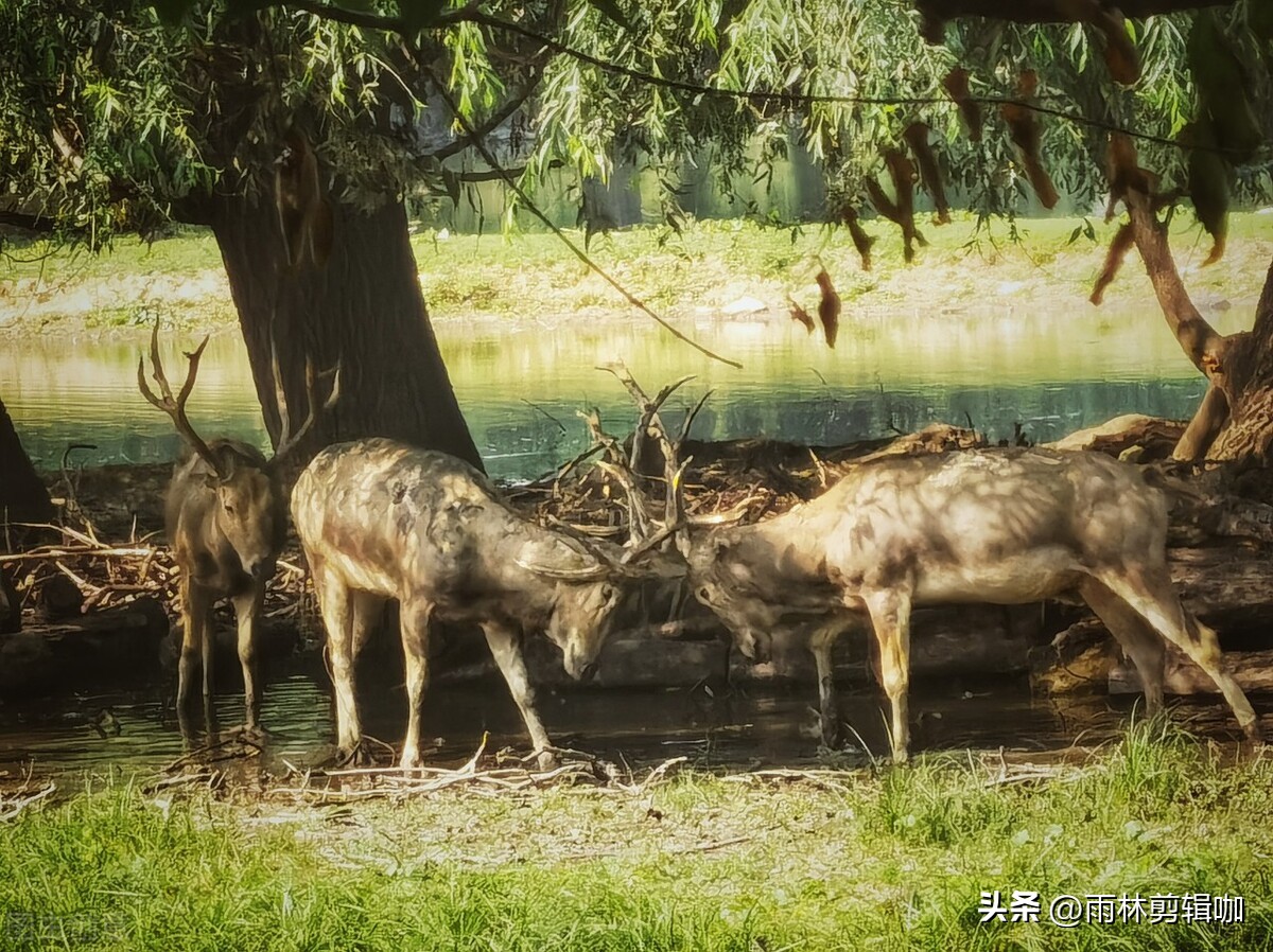 颐和公园游玩攻略,比颐和园大的园林
