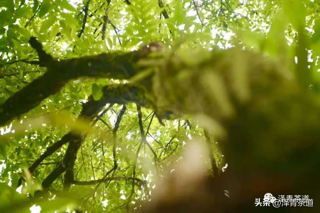 茶树为什么多生“南”而不生“北”？