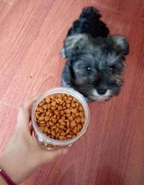 怎么养雪纳瑞的胡子不会黄,怎么能让雪纳瑞寿命变长