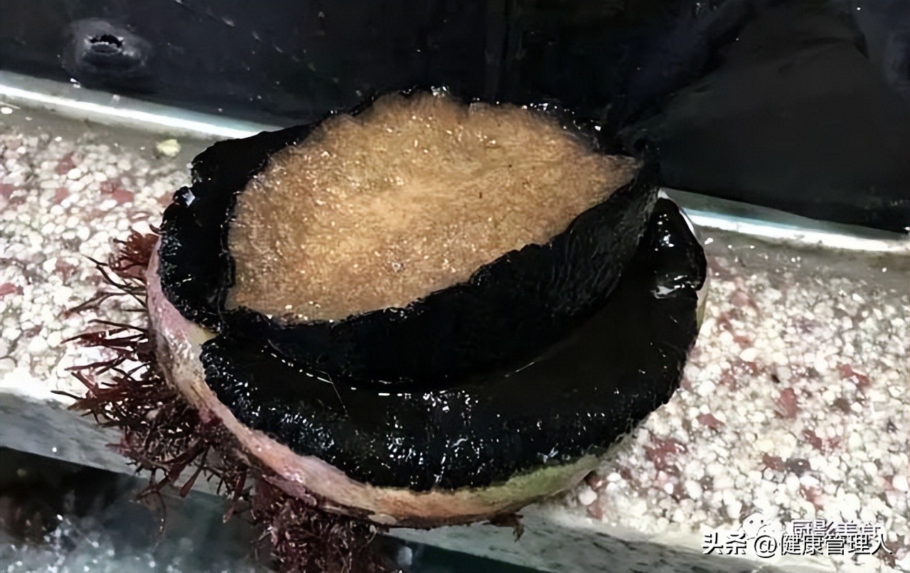 海鲜贝类品种大全及名字,22种海鲜贝类做法大全