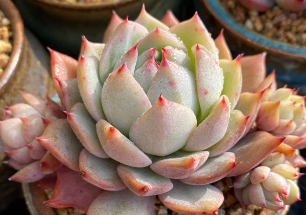 高颜值又皮实好养的多肉,天生好皮囊