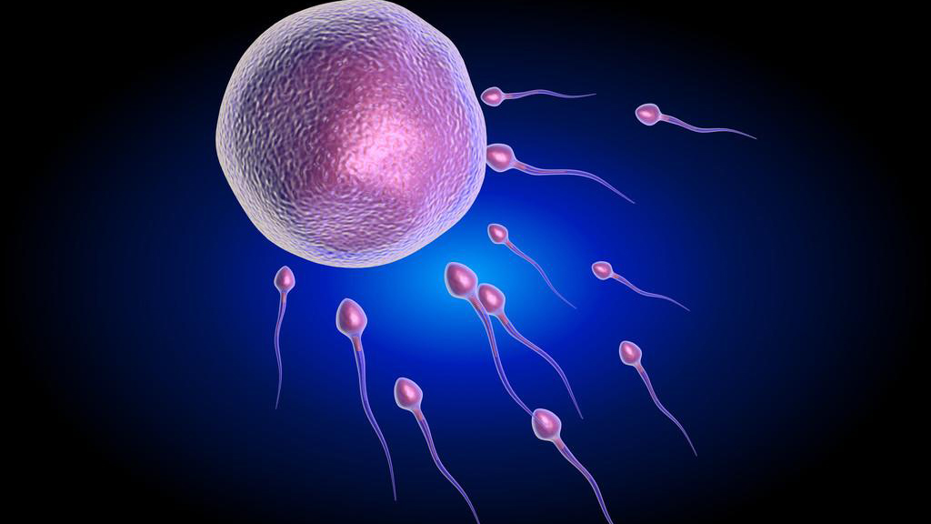 进入女性体内后，结合失败的精子都去哪里了？答案既心疼又好笑