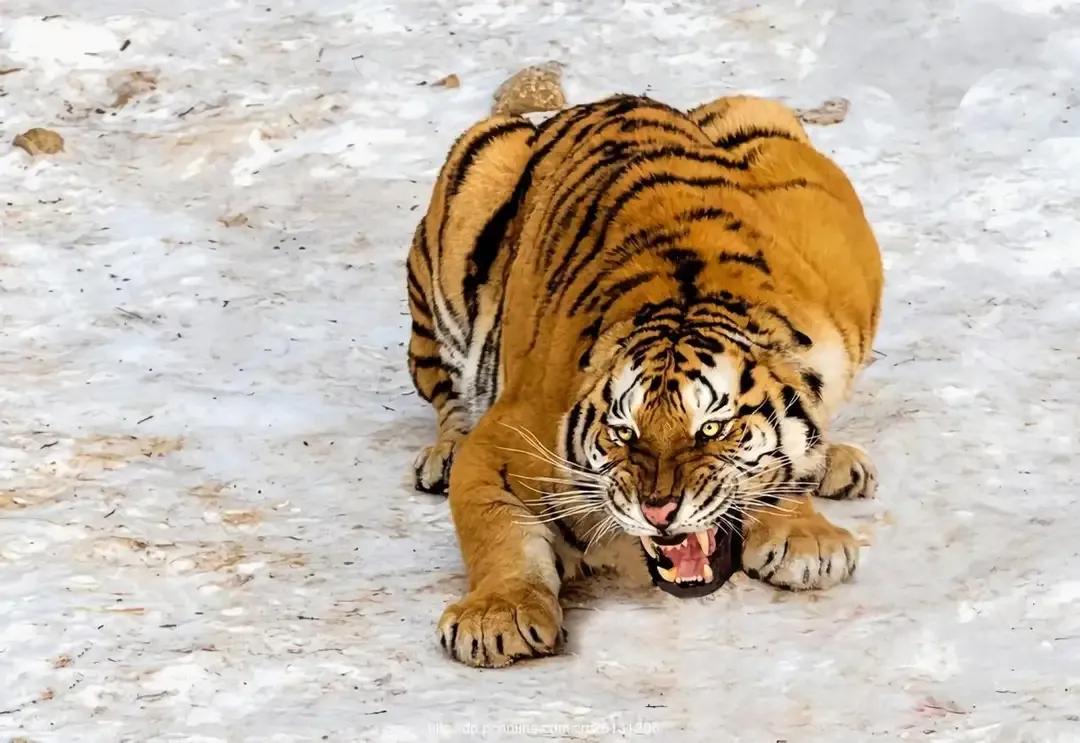 猛虎潜深山长啸自成风出自哪里,猛虎潜深山长啸自生风打一生肖