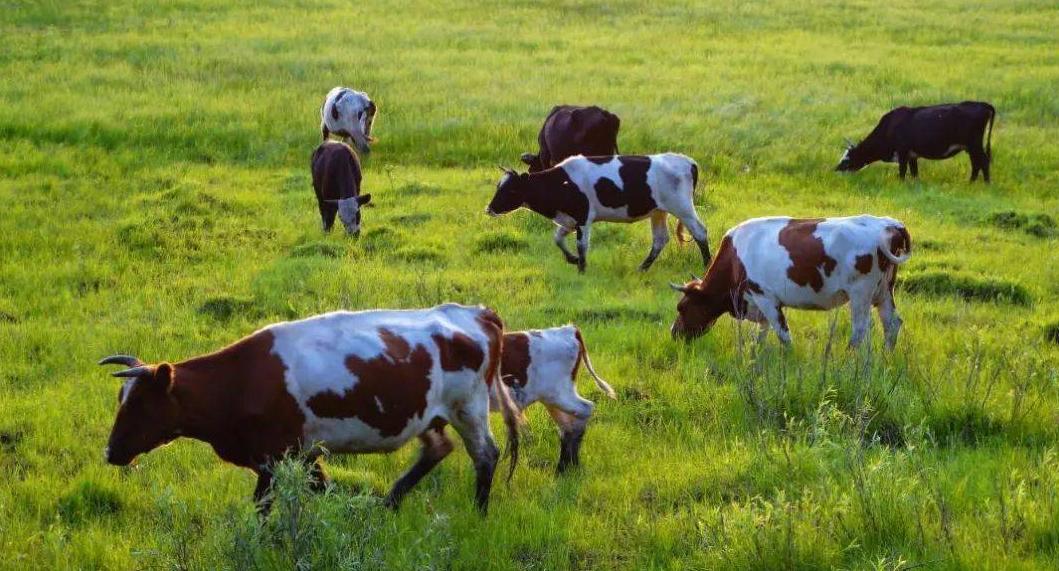 奶牛酸中毒怎么治疗最有效,奶牛瘤胃怎么改善