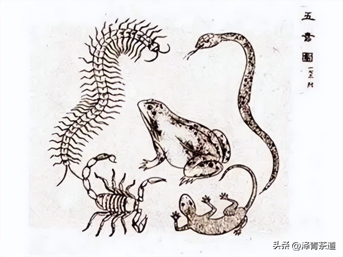 端午节如何吃粽子喝茶更健康,端午节吃粽子搭配茶解腻更健康