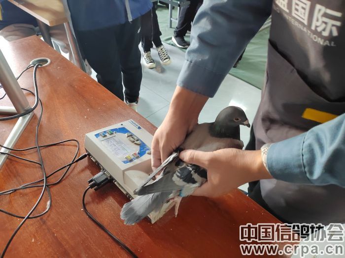 2023洲际赛决赛视频,洲际杯总决赛