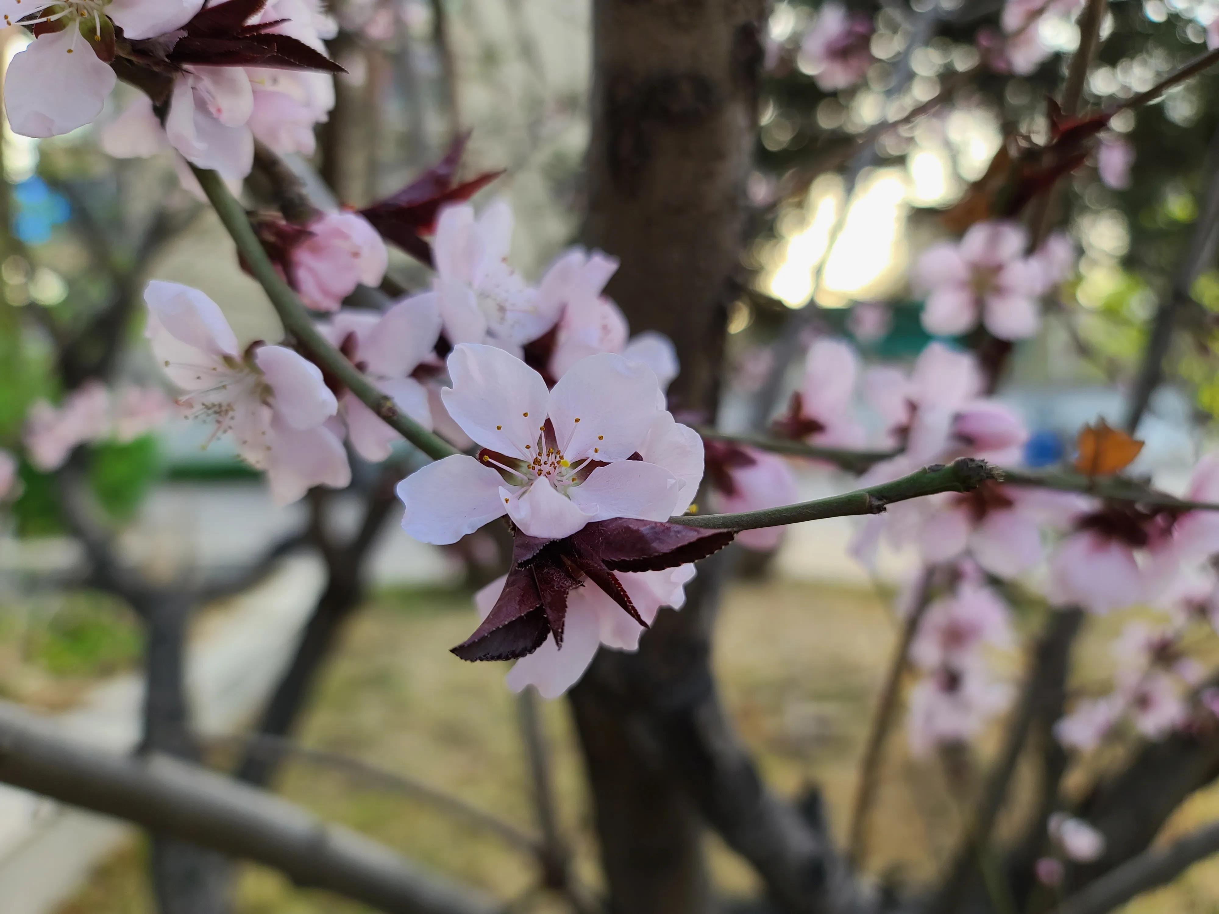 三星s20ultra拍照效果图,三星note20ultra前置摄像头