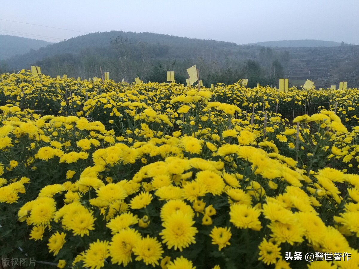 七律诗十首爱国,七律祖国诗