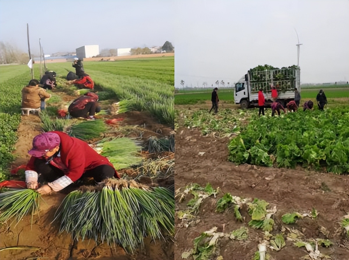 已购蔬菜近40万斤！河南银保监局号召金融机构“以购代扶”助菜农