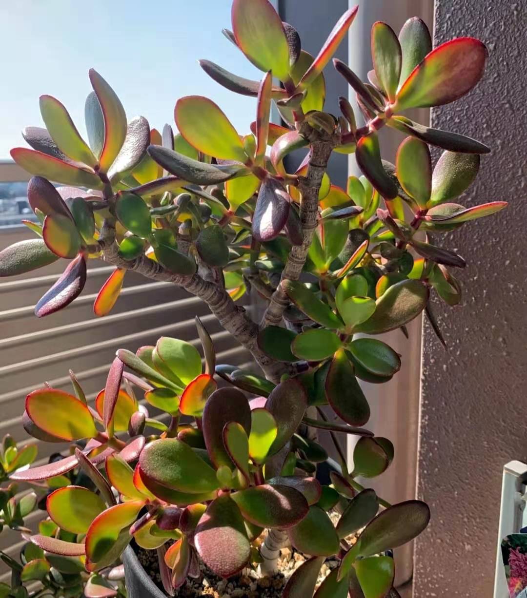 树龄30年的多肉老桩，看起来真美貌