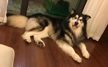 为什么阿拉斯加幼犬那么难教,阿拉斯加主人性格分析